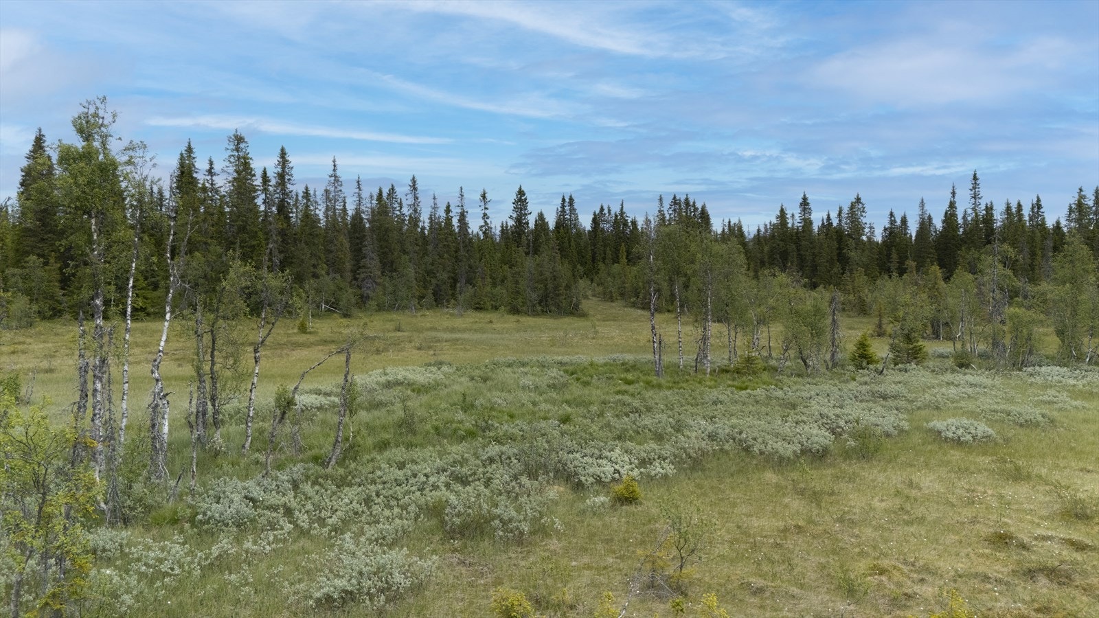 Området er kjent for gode sankemuligheter og jaktmuligheter. Galleribilde