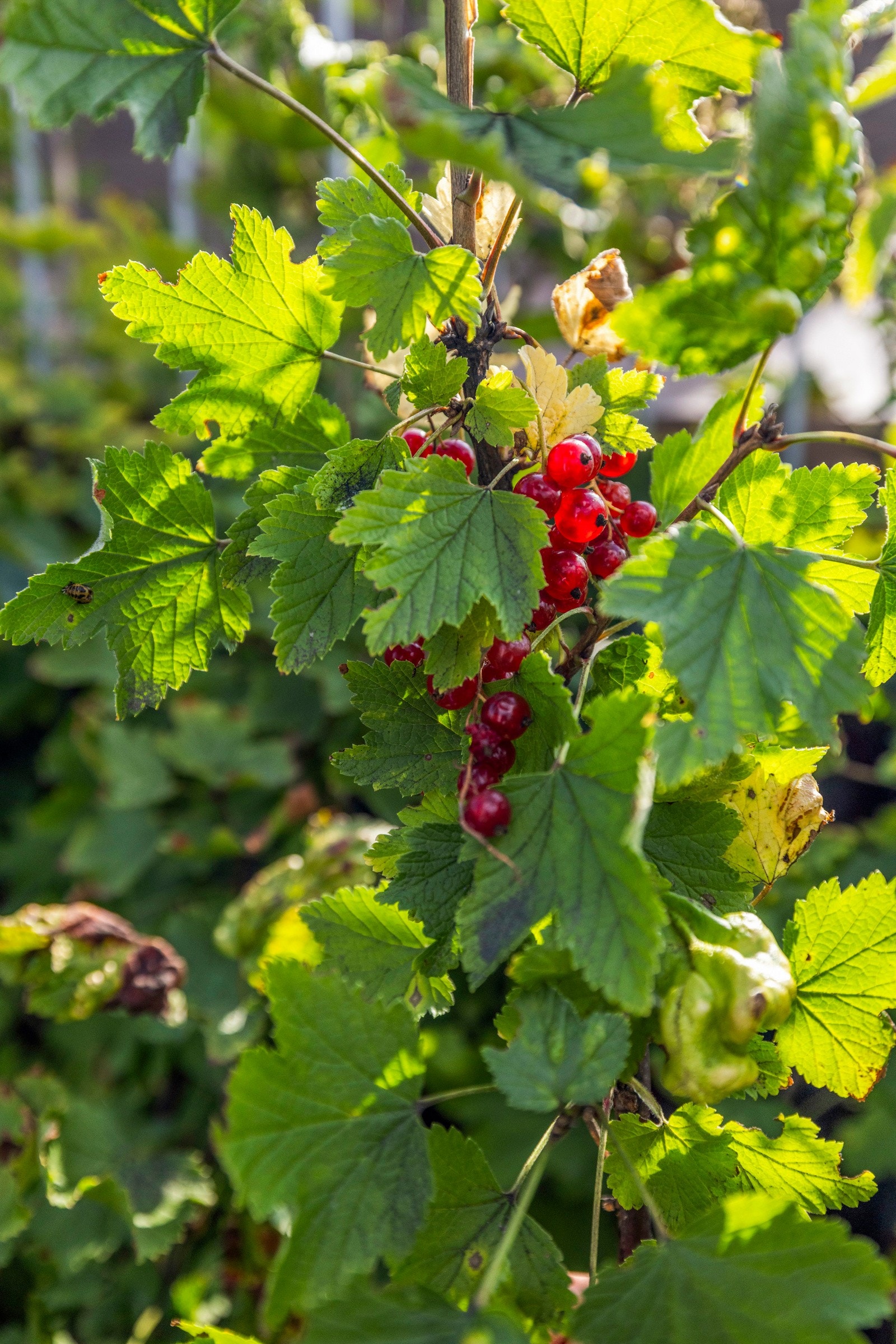 Bærbusker på takterrassen. Rips, solbær og blåbær. Galleribilde