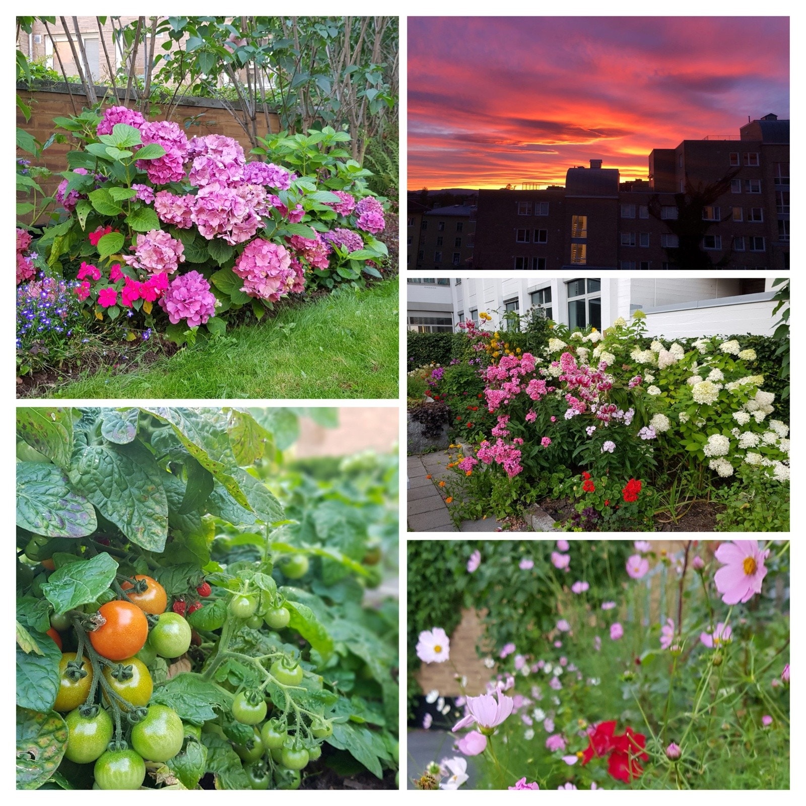 Selgers egne bilder av den flotte hagen Galleribilde