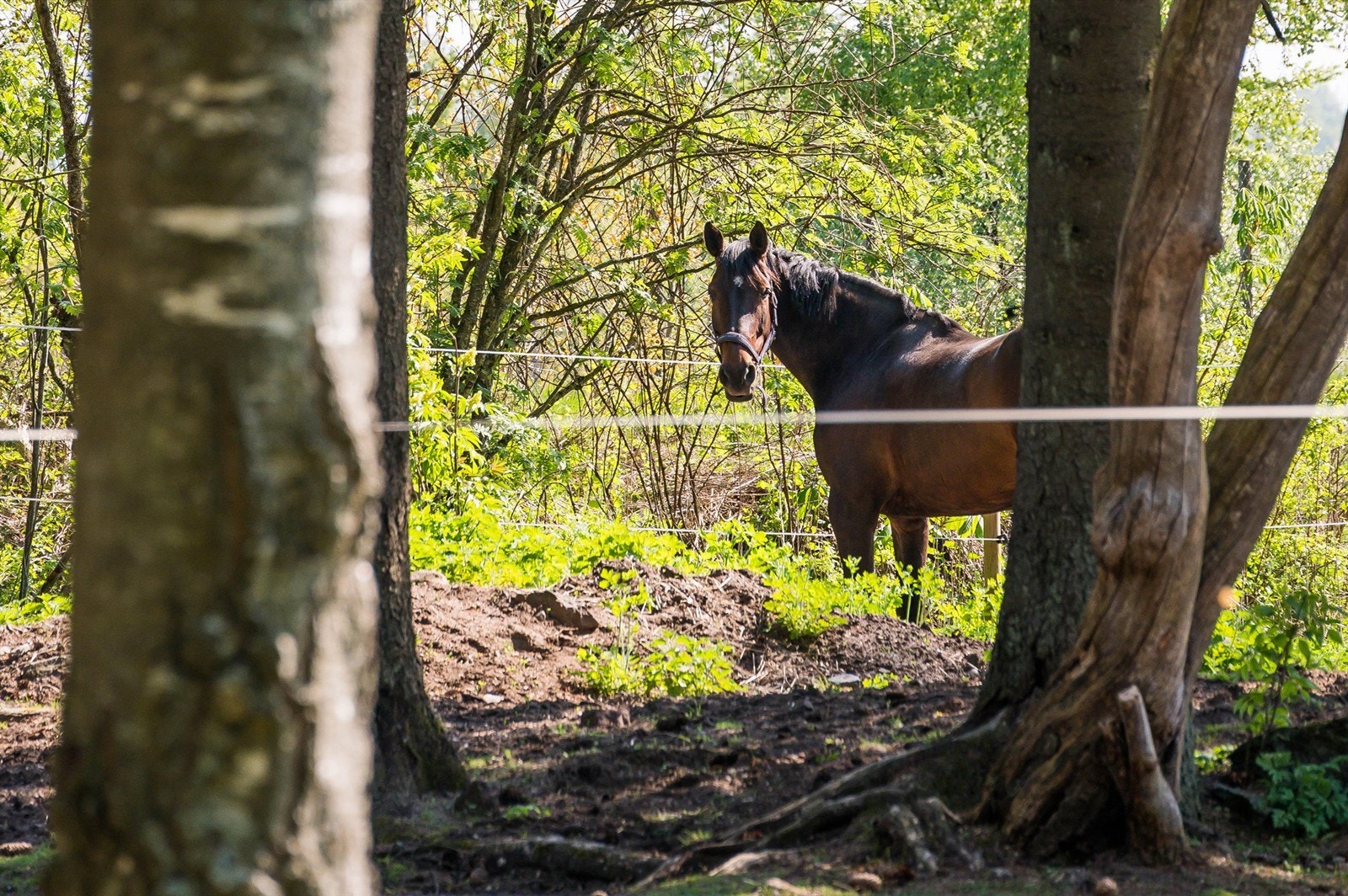 Her vil to og firbente garantert trives! Galleribilde