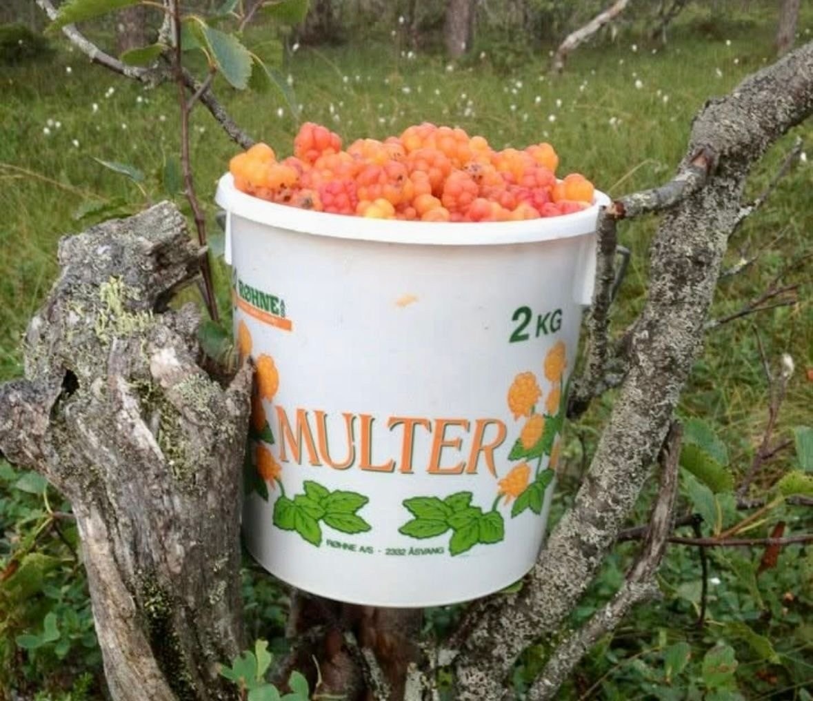 Skogens gull finnes i umiddelbar nærhet, hvis man vet hvor man skal lete. Galleribilde