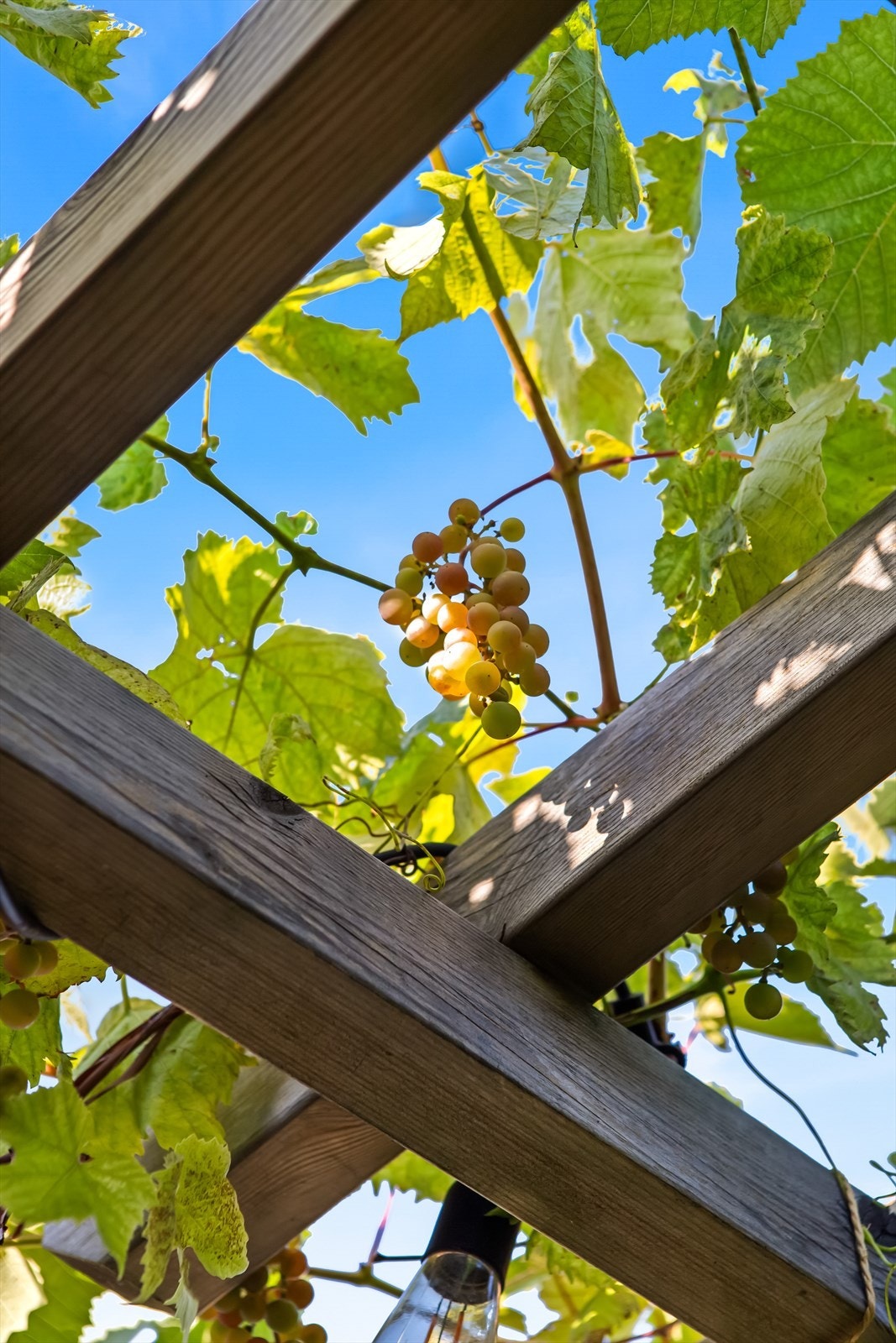 Frodig hage Galleribilde