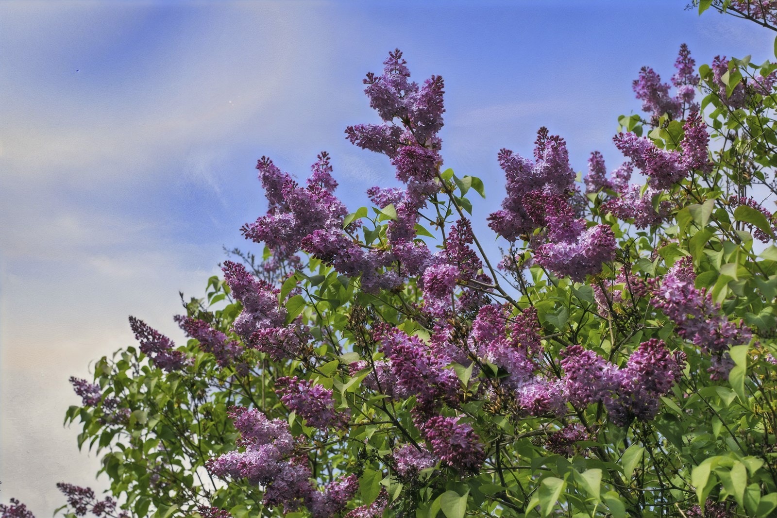 Syrinbusker som blomstrer vakkert i hagen på våren og forsommeren Galleribilde