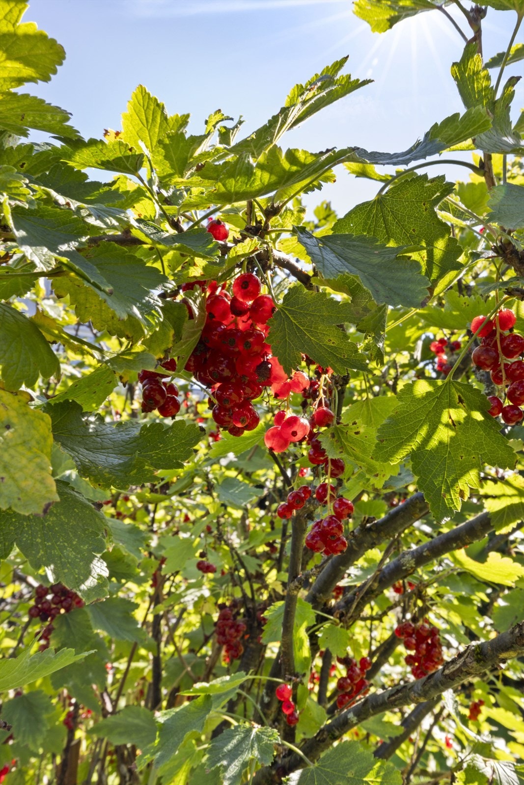 Ripsbusker Galleribilde