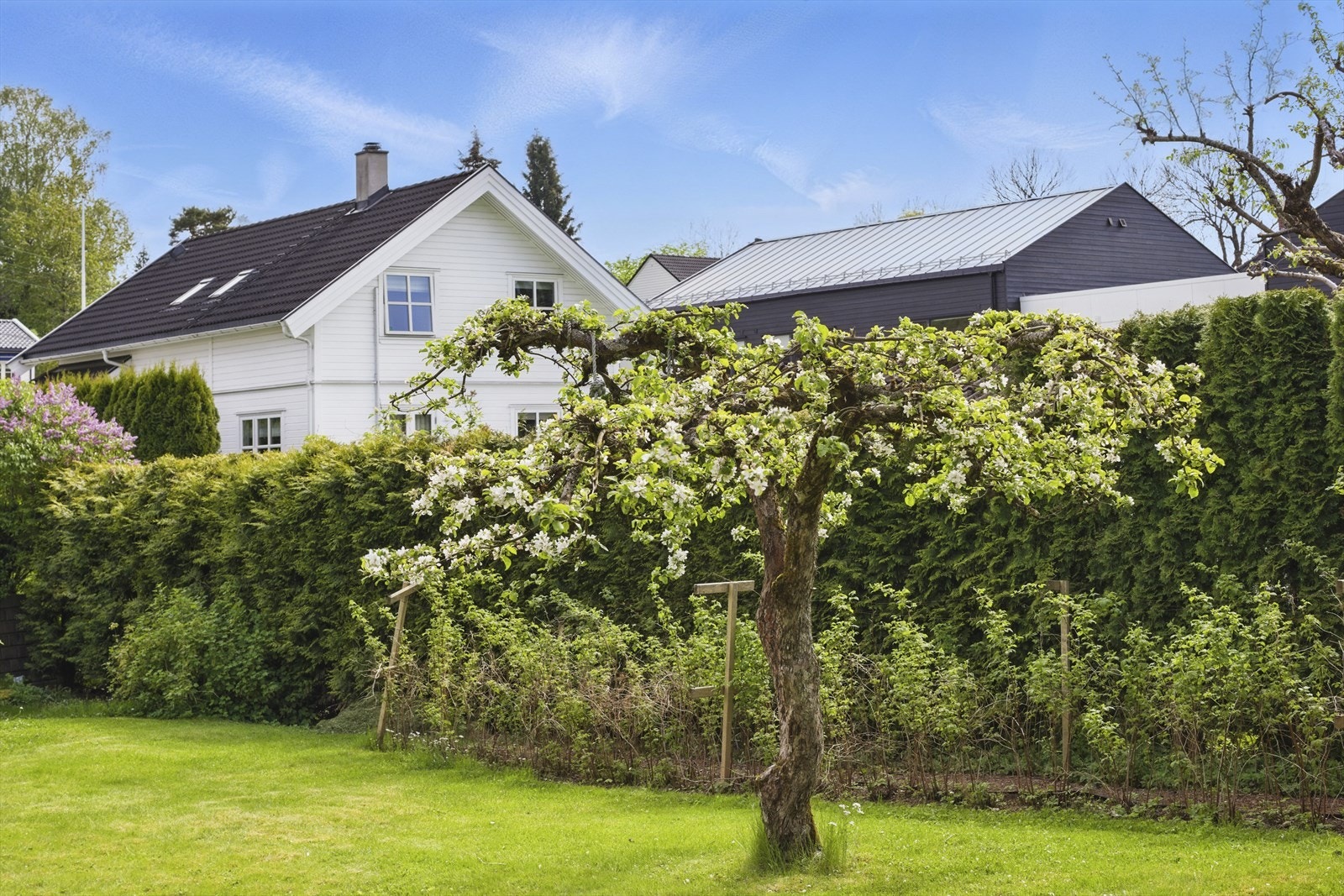 Frukttrær med epler, pærer og gråpærer Galleribilde