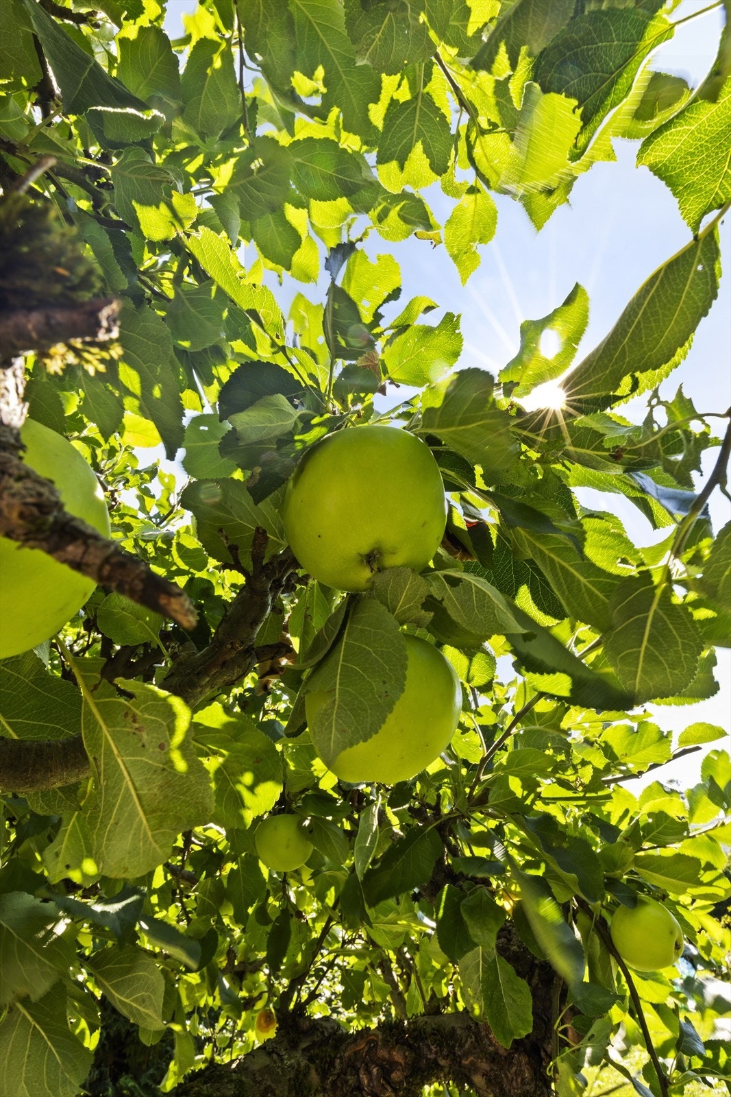 Elpetrær Galleribilde