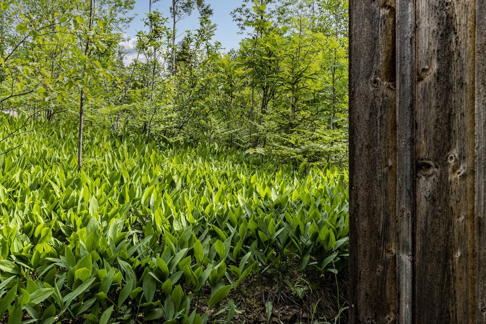 Tomt - Detaljbilde Galleribilde