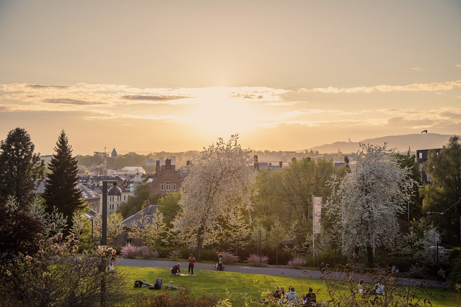 Vår i Tøyenparken Galleribilde
