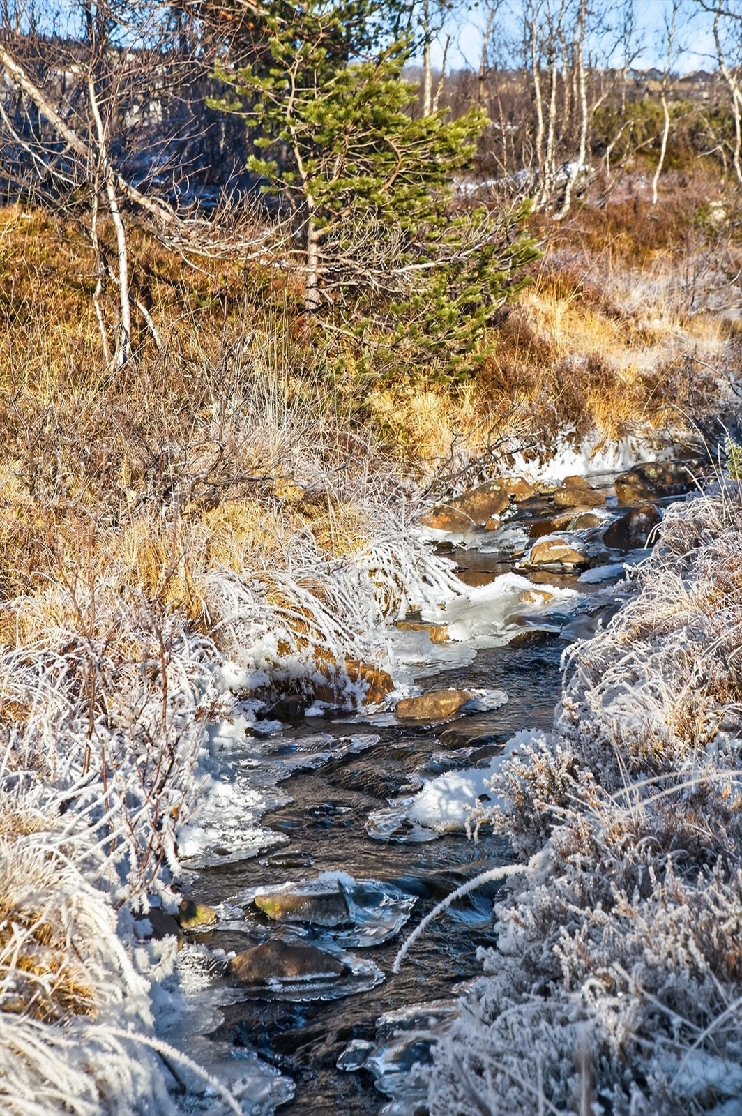 Her kan en få flotte naturopplevelser like utenfor hytta Galleribilde
