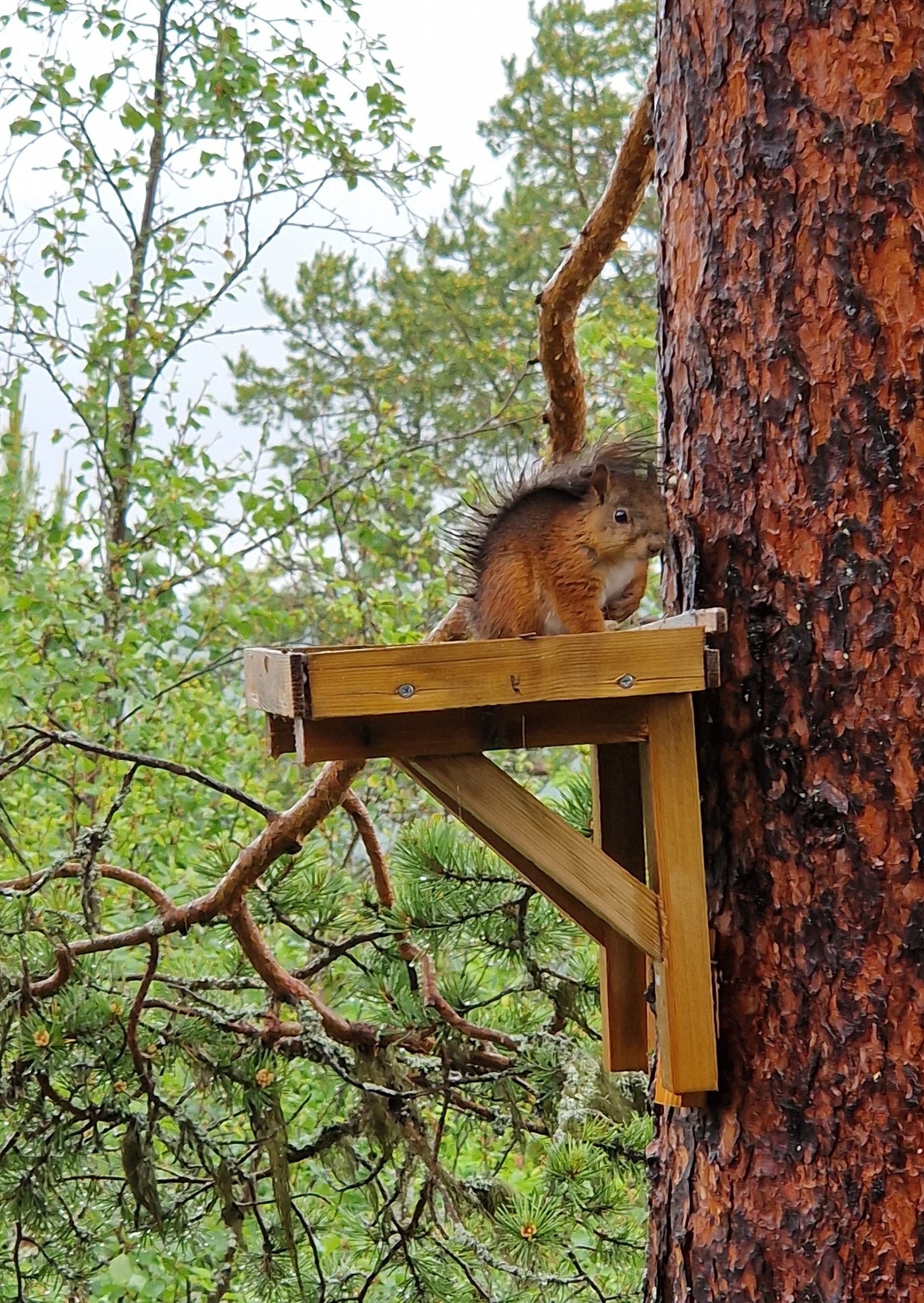Ekornet kommer ofte på besøk. Galleribilde