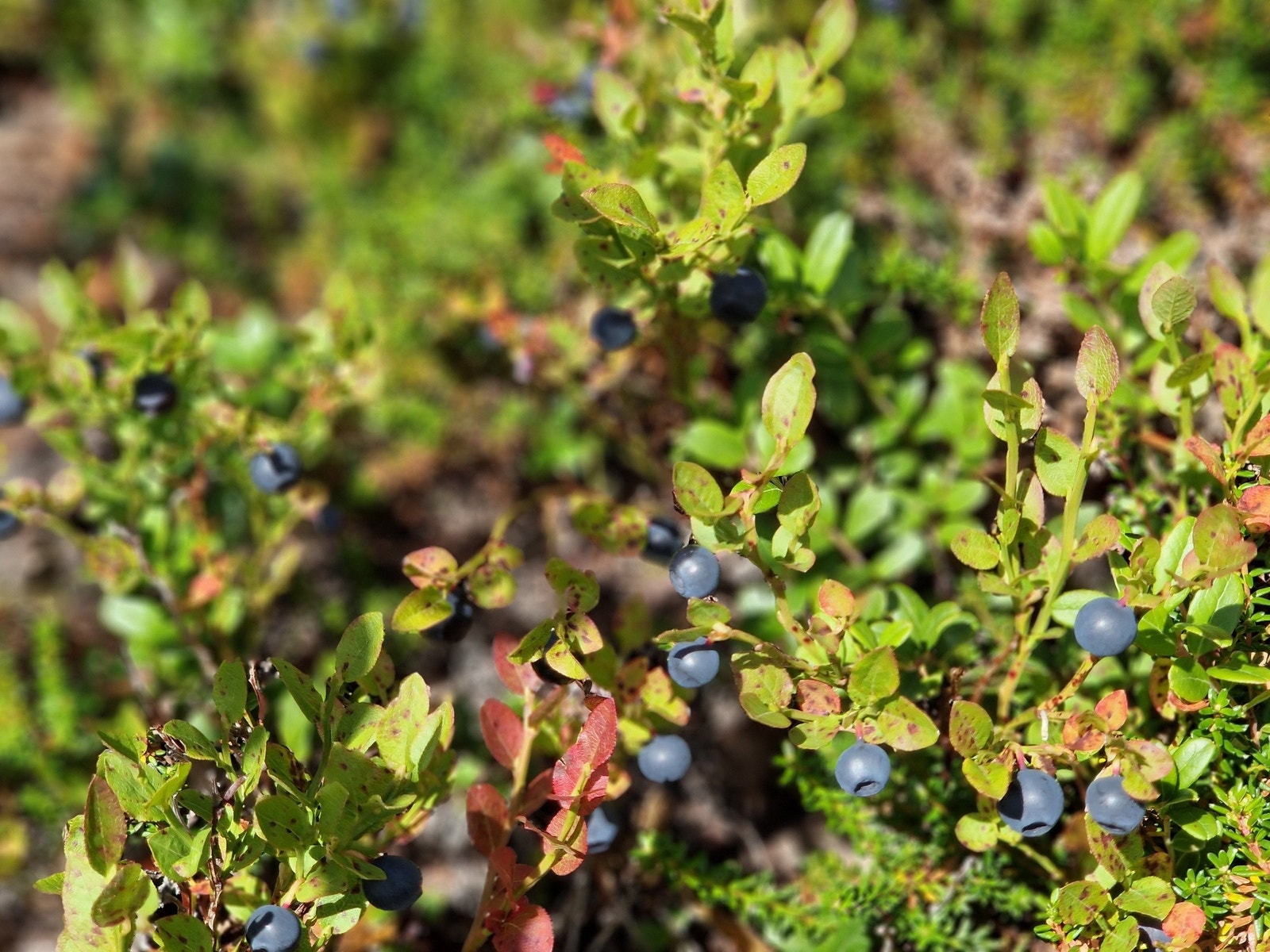 Blåbær ved hytteveggen. Galleribilde