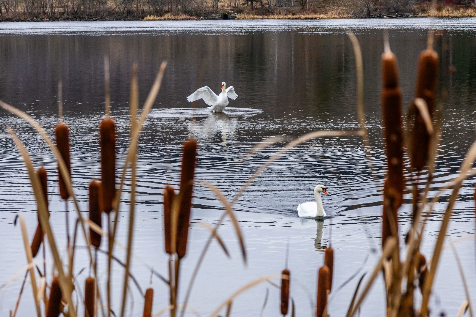 Åssiden elvepark. Galleribilde