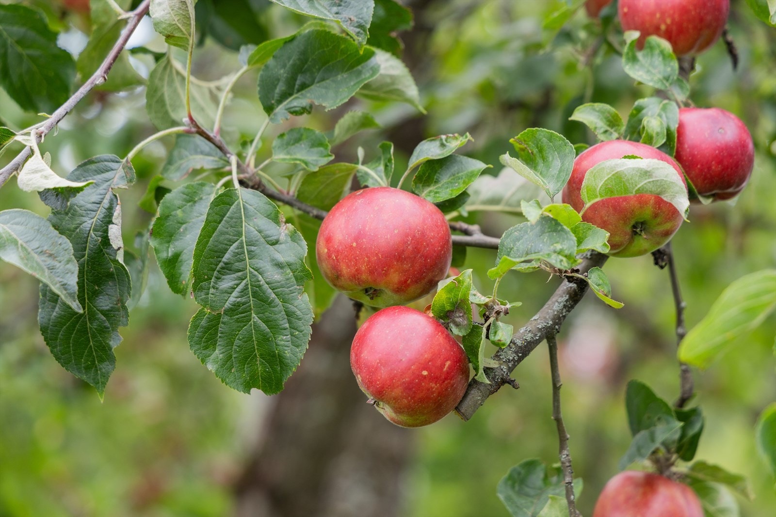Epler henger modent på trærne i hagen tilhørende boligen Galleribilde