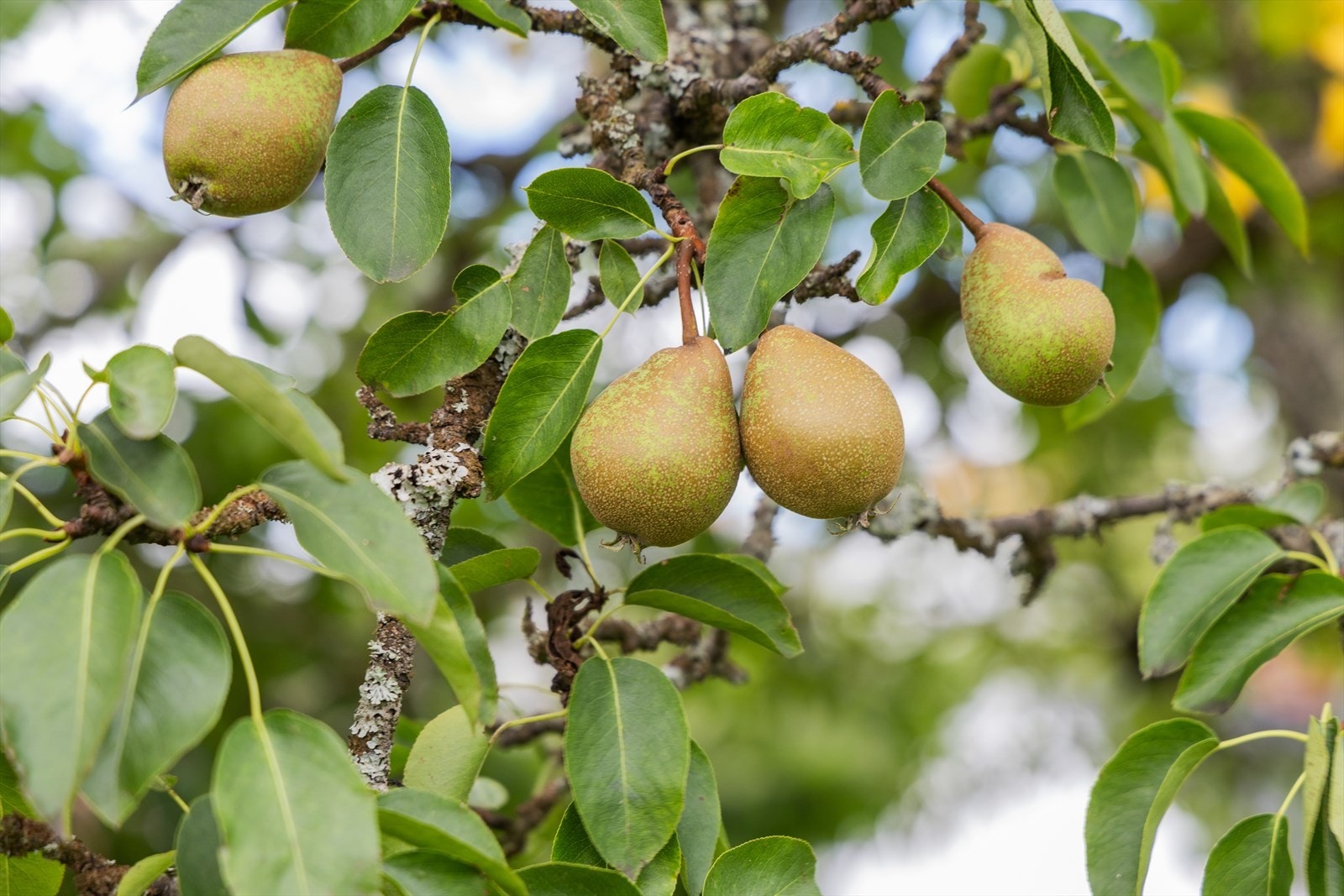 Pærer henger modent på trærne i hagen tilhørende boligen Galleribilde