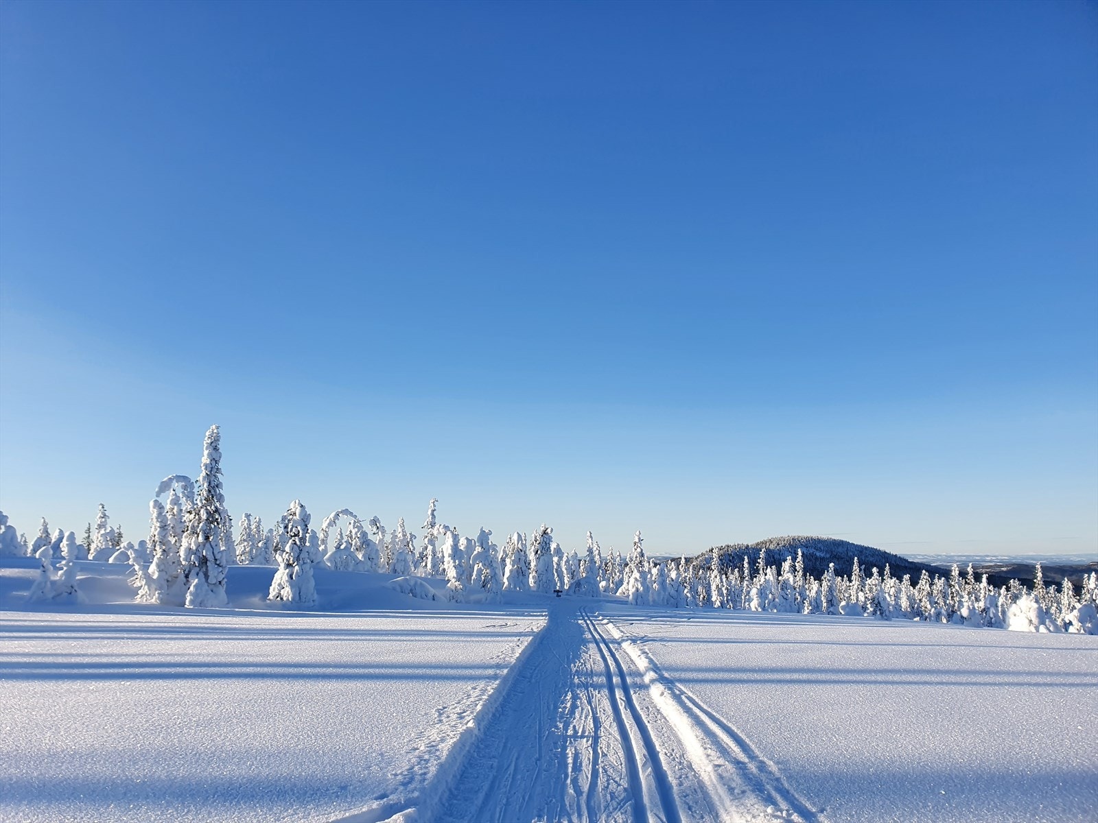 Selgers private bilder. Galleribilde