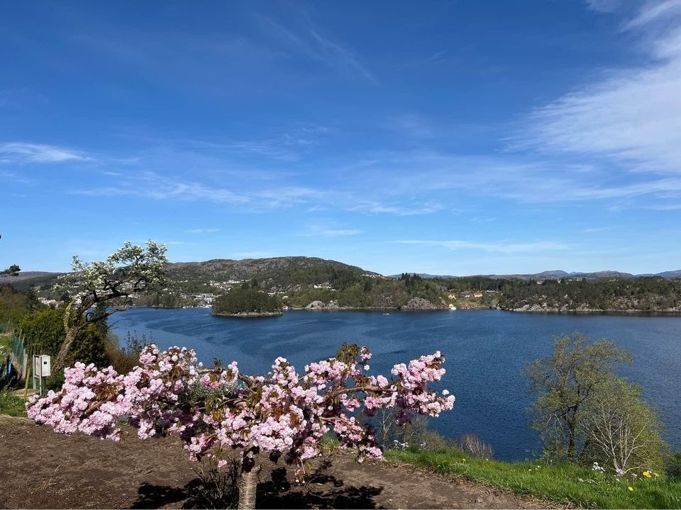 Utsikt mot Førre. Vi rev nettopp en terrasse, derfor er bakken brun rundt treet. Her kommer det snart grønt gress! Galleribilde
