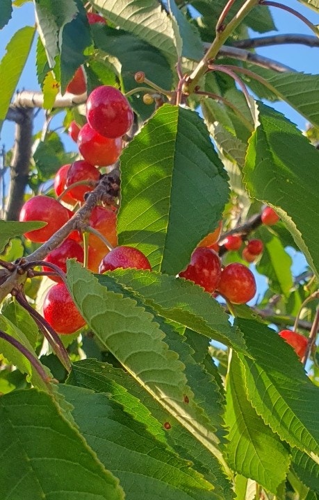 Blandt annet morelltre i hagen (selgers bilde) Galleribilde