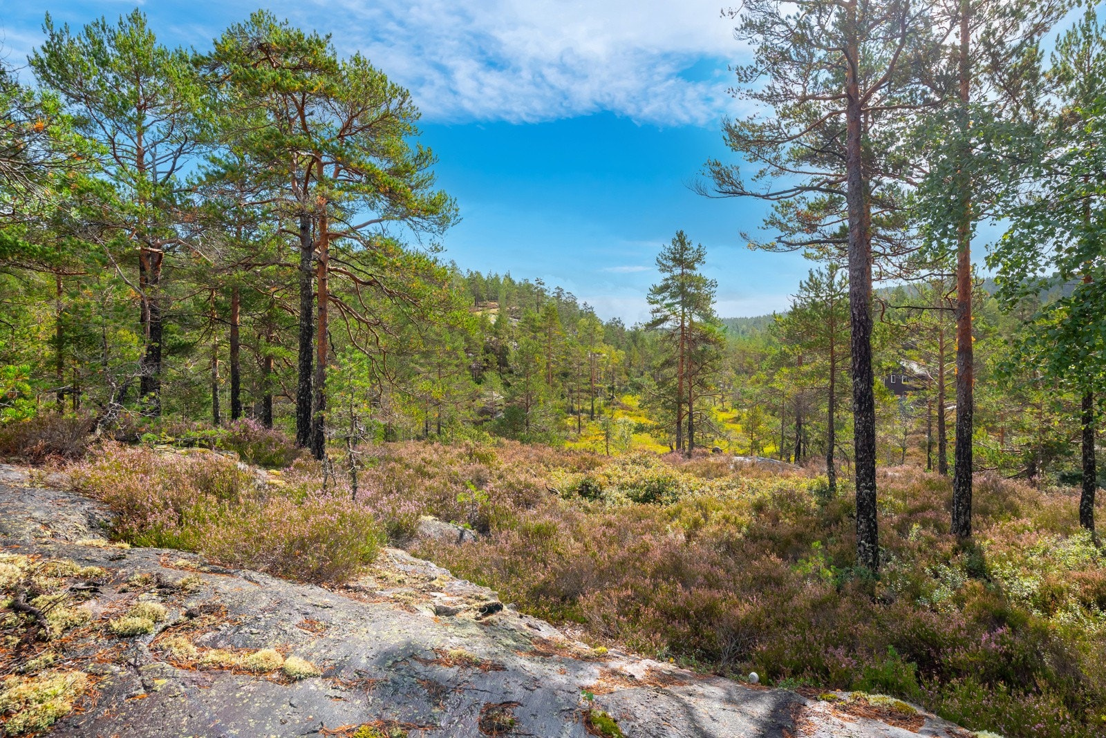 Bare å ta på seg skoene og nyte naturen rett ut fra hytta. Her kan du plukke blåbær, tyttebær og sopp i sesong. Galleribilde