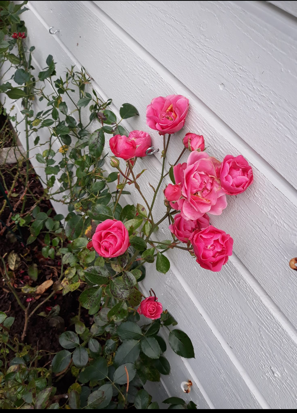 Privat bilde, blomster sommer hage. Galleribilde