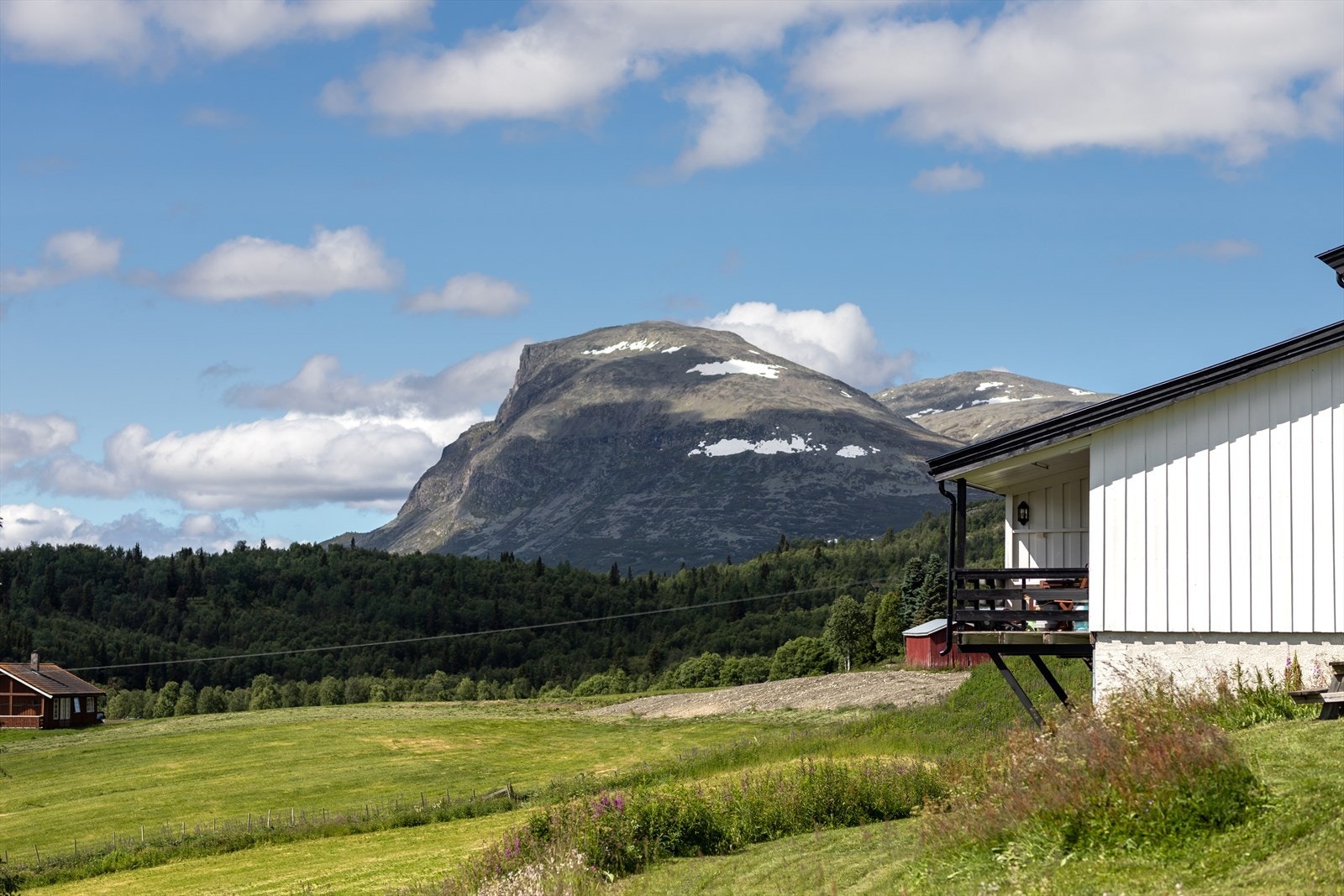 Skogshorn er et "landemerke" i Lykkja! Galleribilde