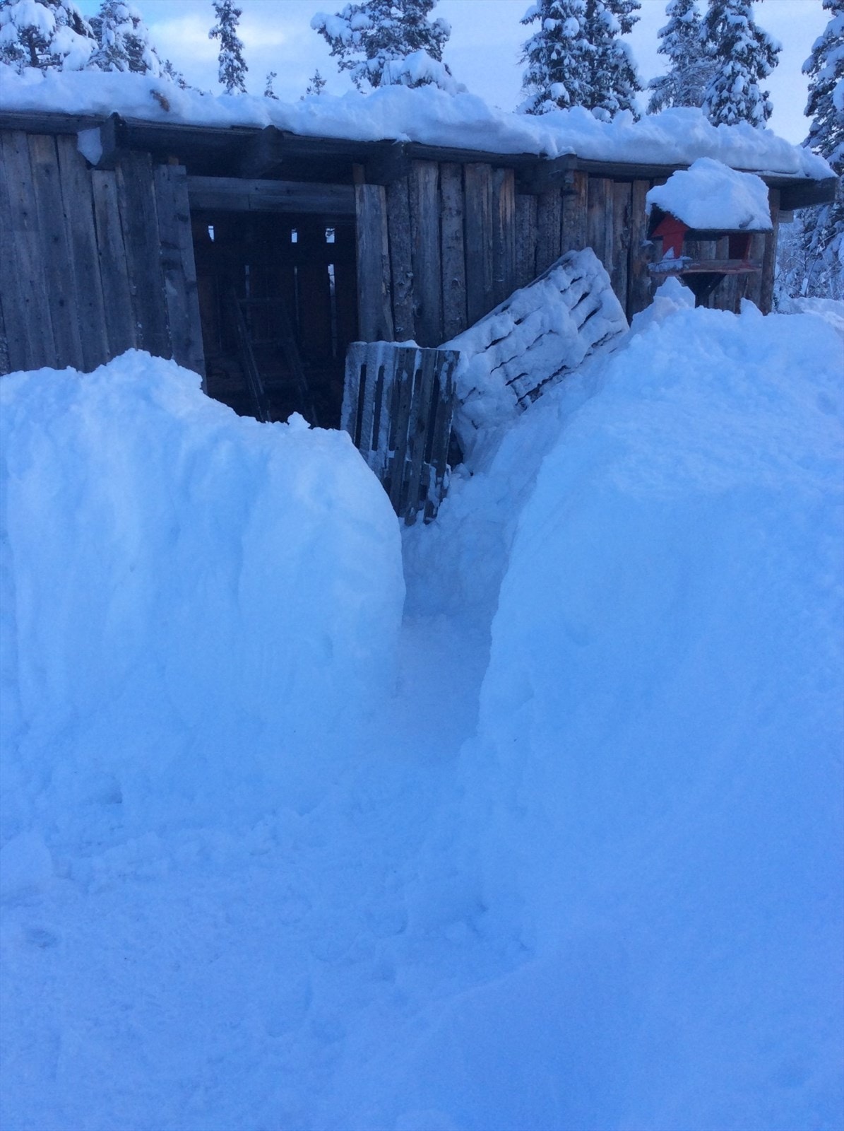 Selgers private vinterbilde Galleribilde