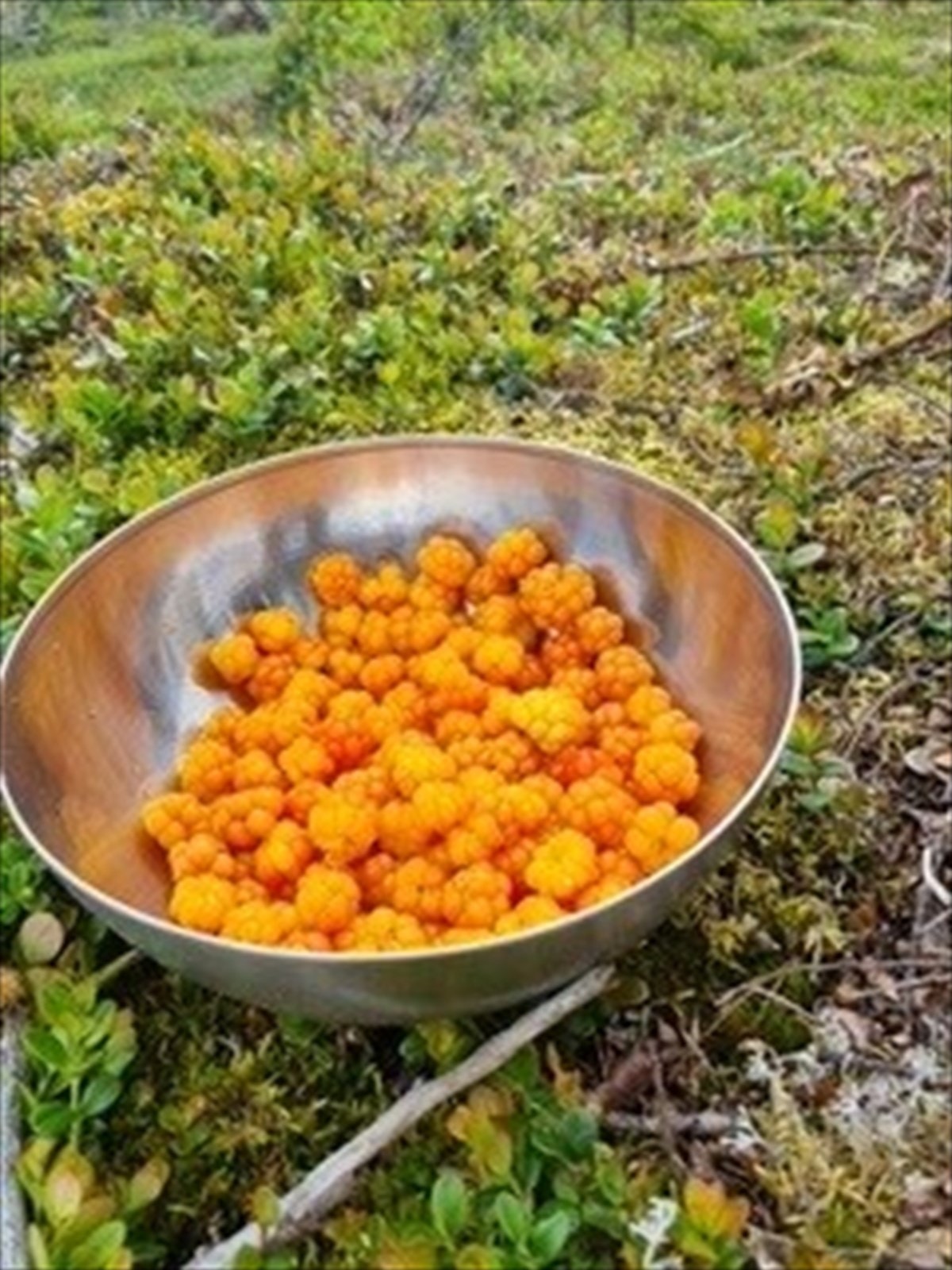 Multe fra området Galleribilde