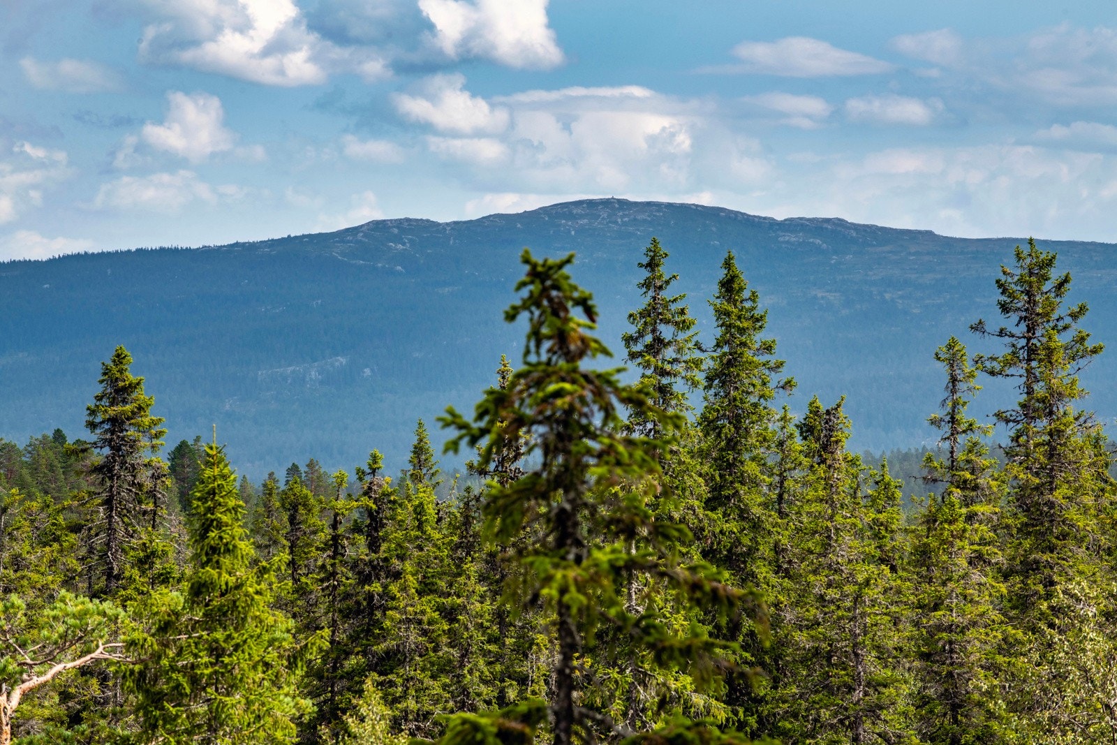 Utsikt over skog med fjel Galleribilde