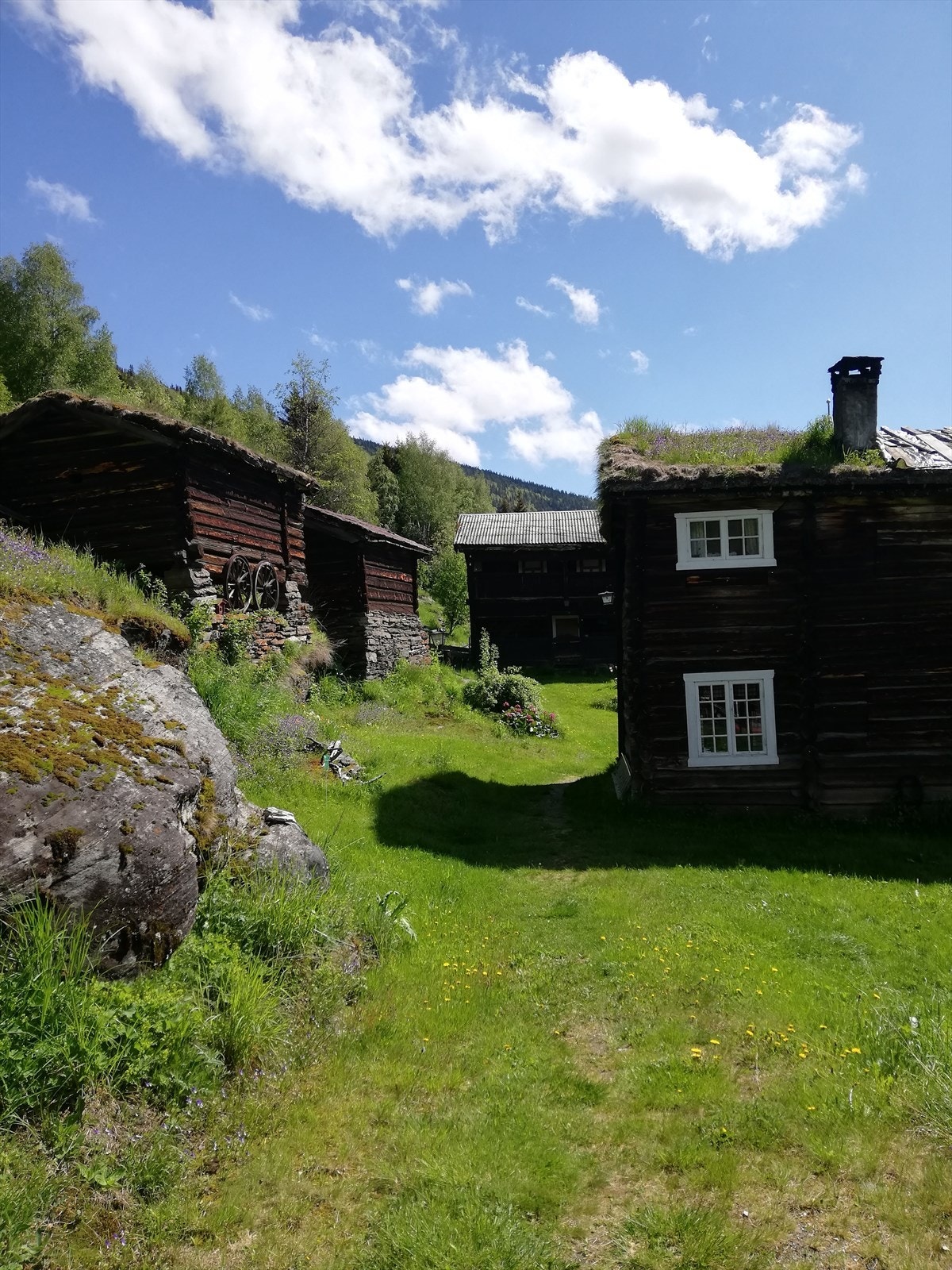 Det er bra med skog til gården, men denne er svært brattlendt og kostbar å drive ut Galleribilde