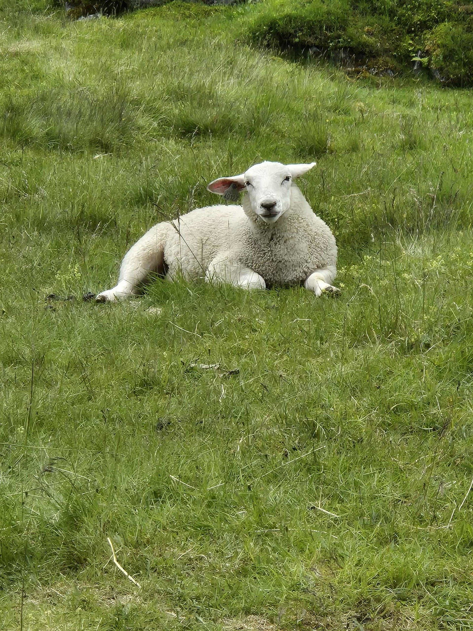 - Bilde tatt av selger - Galleribilde