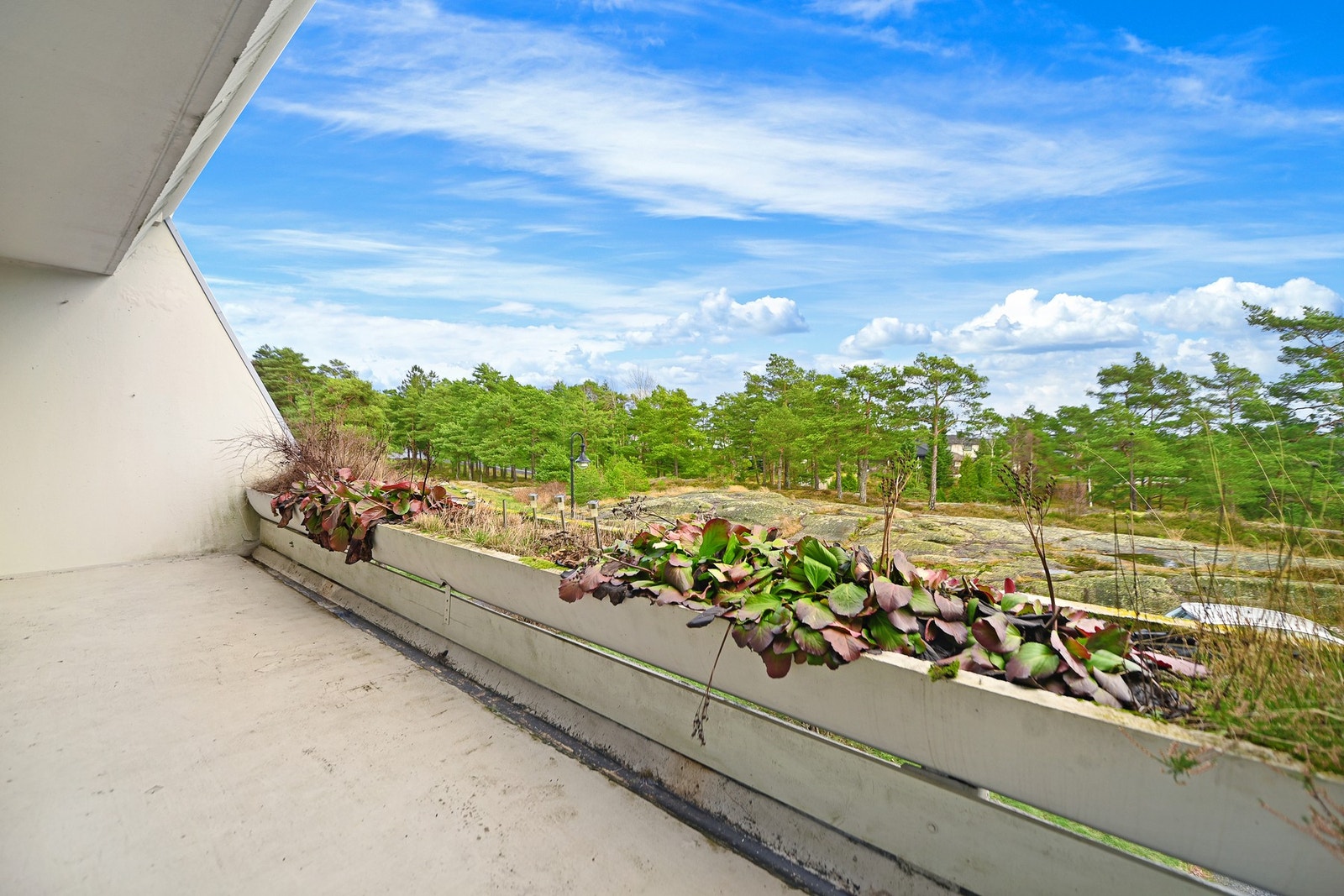 Fin, østvendt utsikt med morgensol. Galleribilde