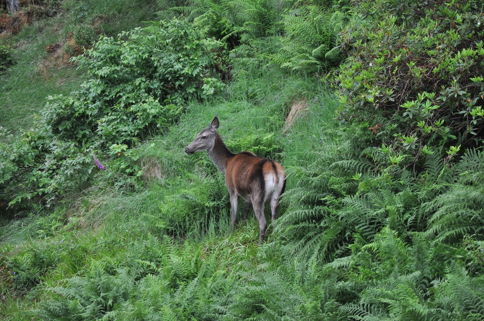 Det er rikt dyreliv i området - Blant annet er det titt og ofte hjort på besøk i hagen Galleribilde
