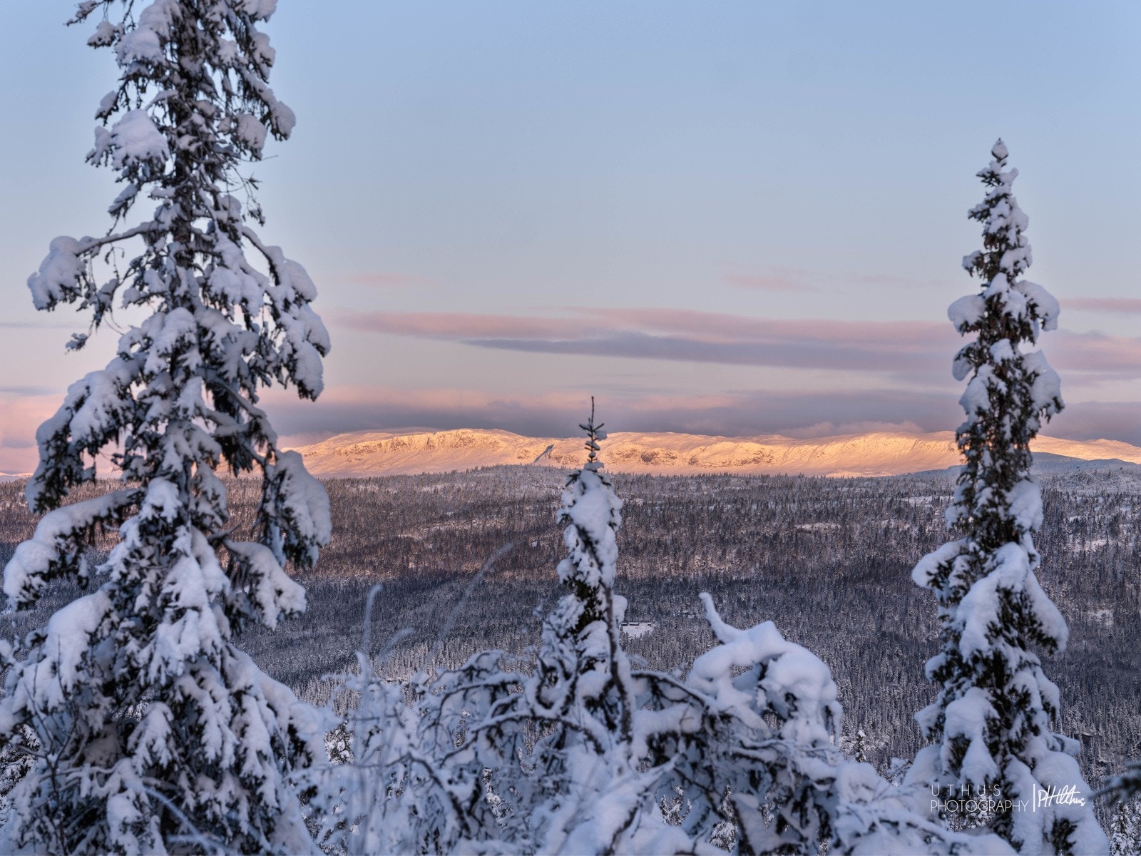 Gullrekka mot Reineskarvet. Galleribilde