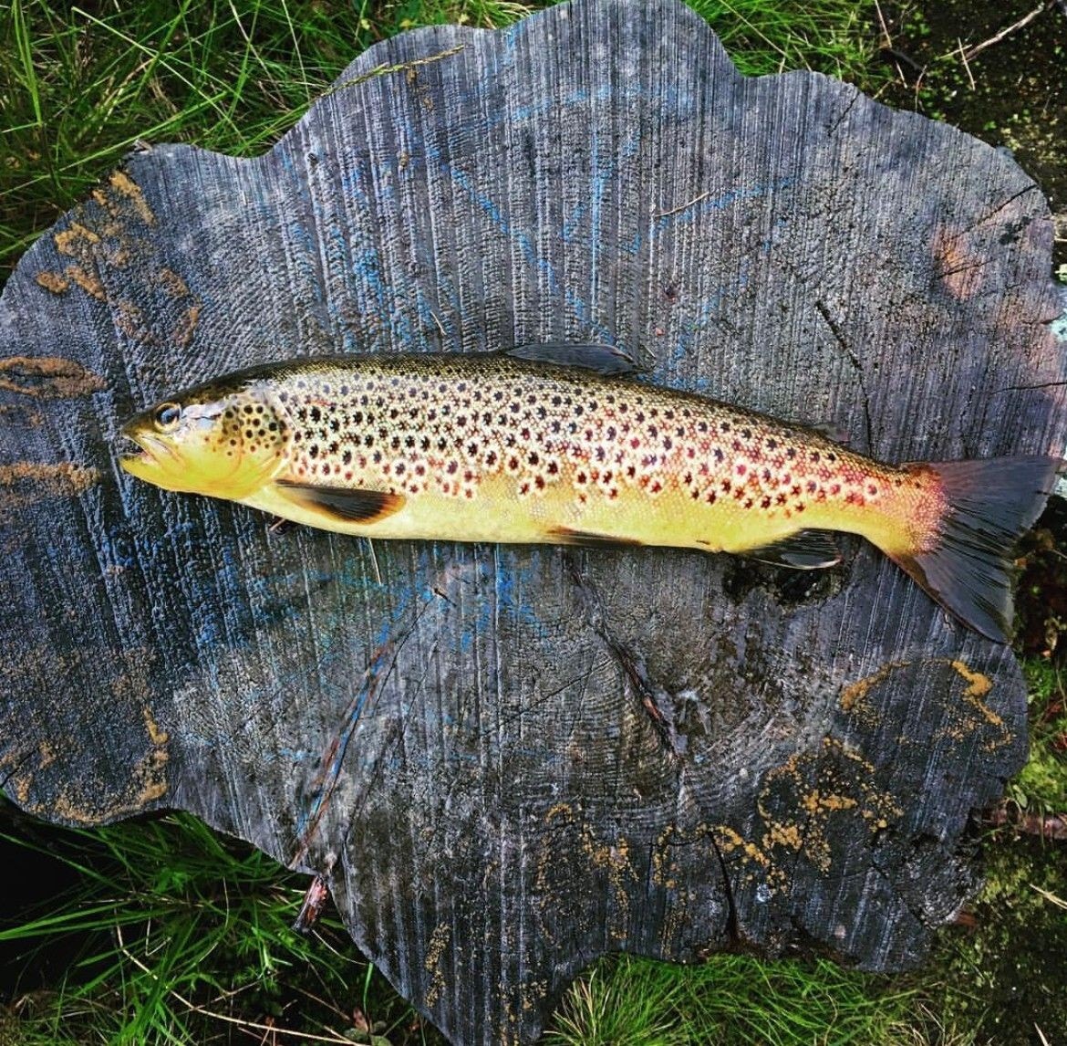 Ørret fra Kivosvatnet. (Selgers eget bilde) Galleribilde