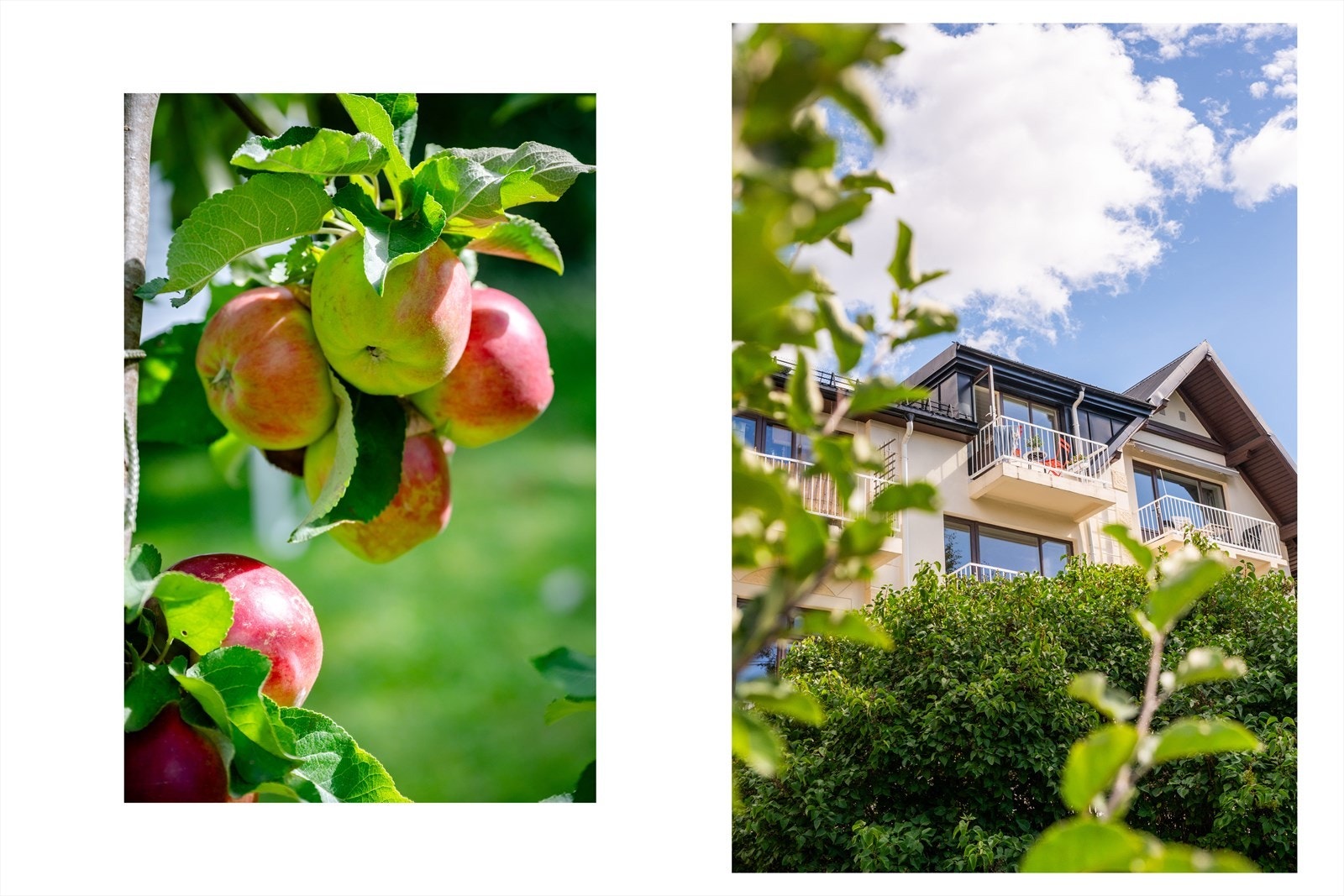 Sameiet har en stor og frodig felles hage. Galleribilde