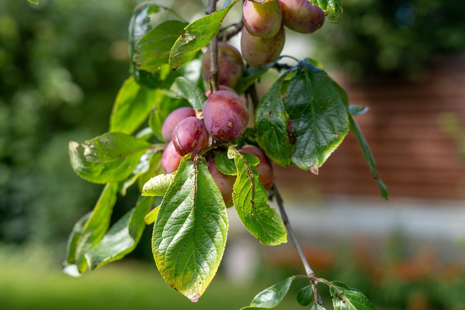 Frukttrær i hagen gir mulighet for egenproduksjon av plommer. Galleribilde