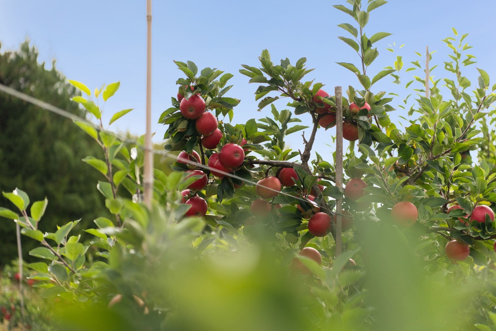 Det er ca 400 epletrær som har en estimert inntekt på kr 75.000,- i 2025 Galleribilde