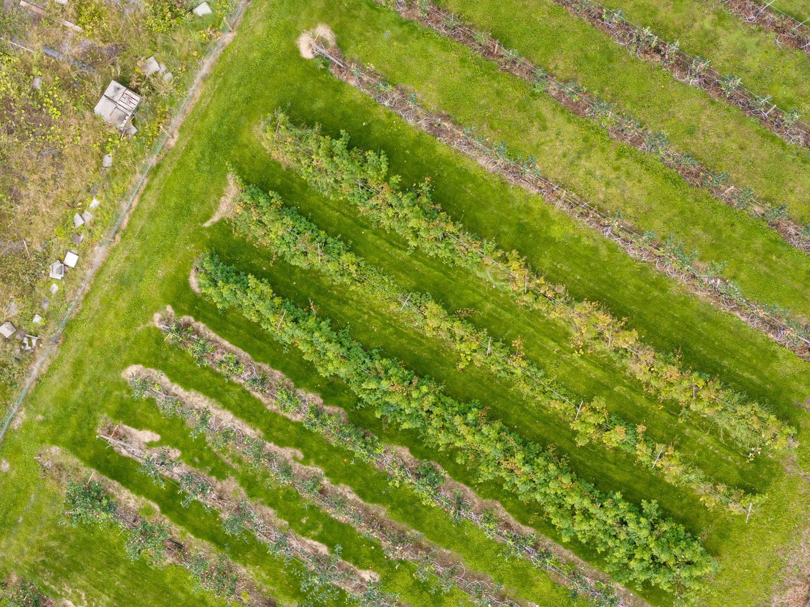 Eplehagen fra droneperspektiv Galleribilde