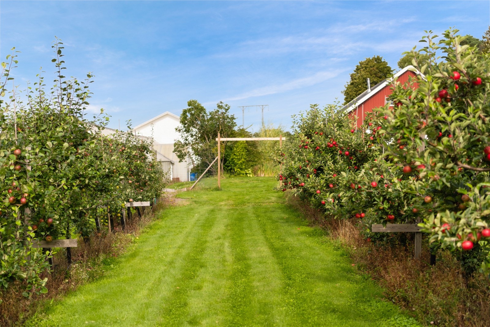 Eplehagen er nylig opparbeidet og vil med tiden produsere mer epler ved riktig pleie Galleribilde