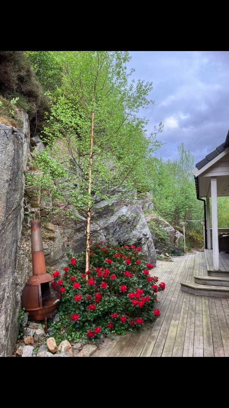 IMG_6362.jpeg Galleribilde