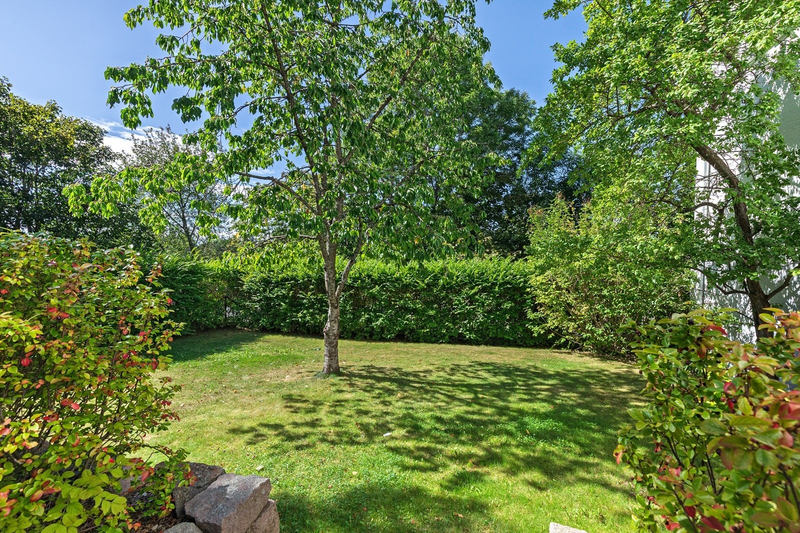 Fine plenarealer med boltreplass for liten og stor, og et stort, flott kirsebærtre foran huset. Galleribilde