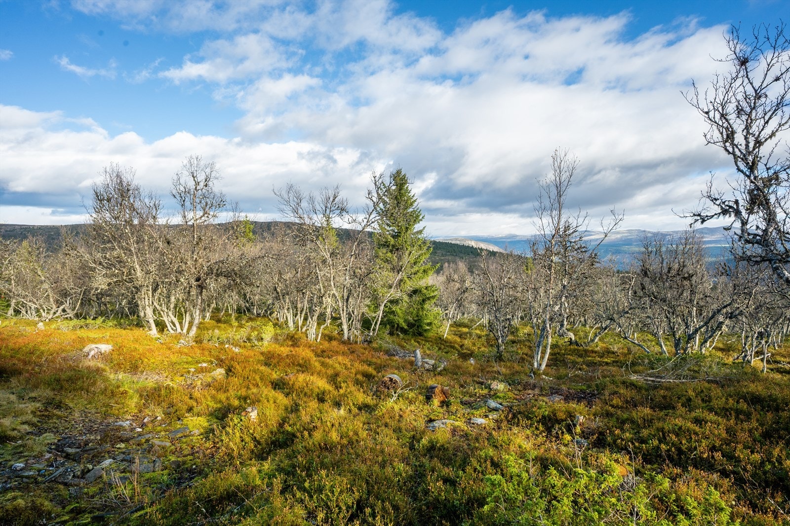 Naturtomt med gress, lyng og spredte trær og busker. Galleribilde