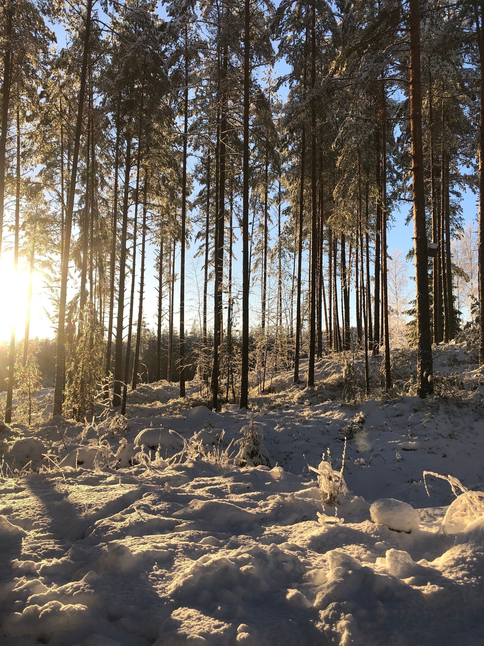 Vinteridyll Galleribilde