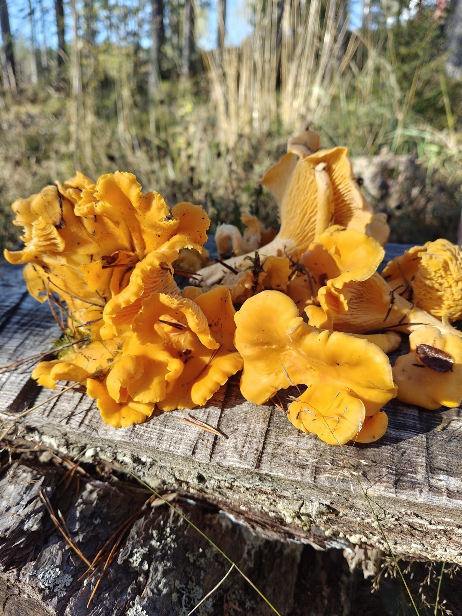 Årets kantarellfangst på hemmelig sted rett ved hytteveggen! Galleribilde