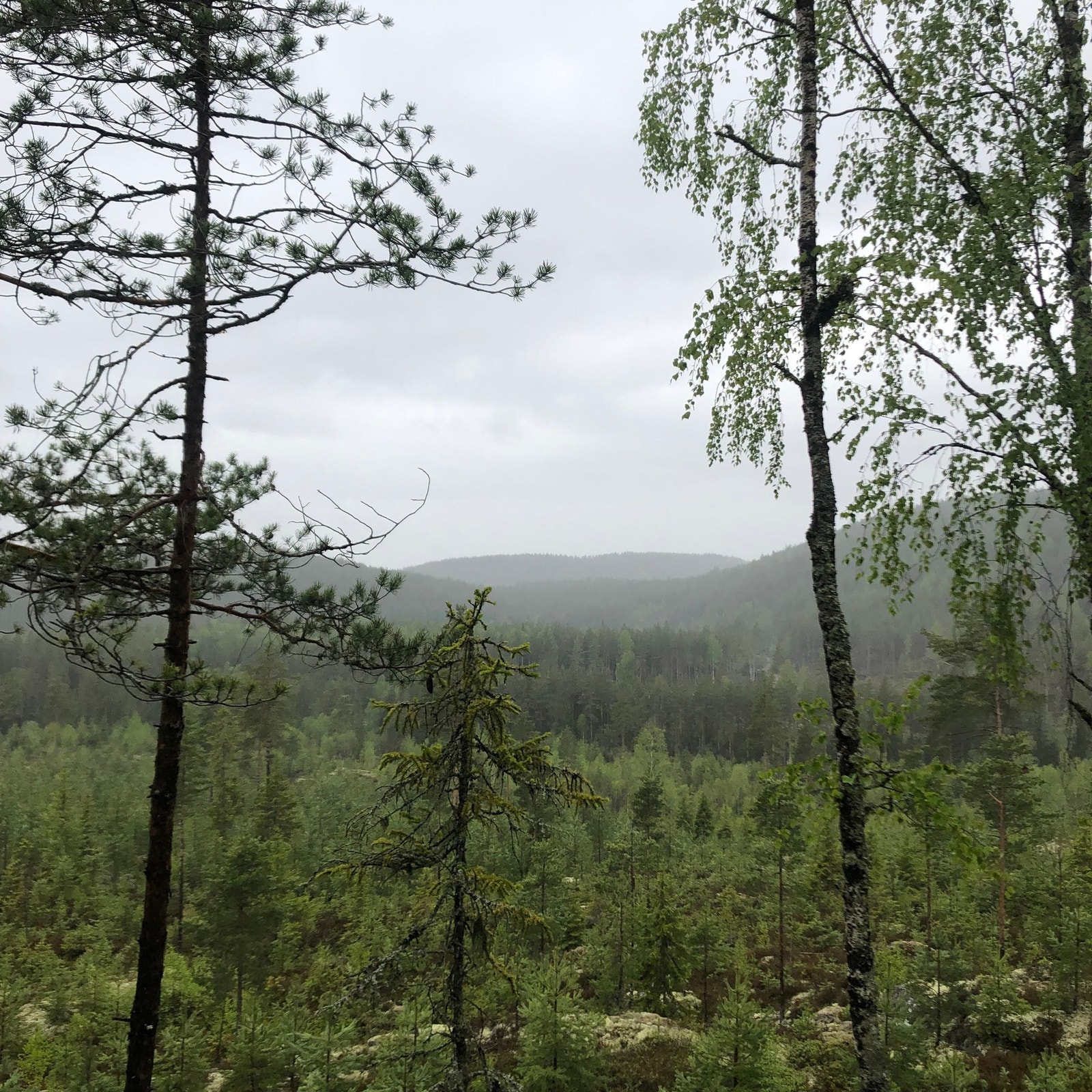 Skogstur Galleribilde