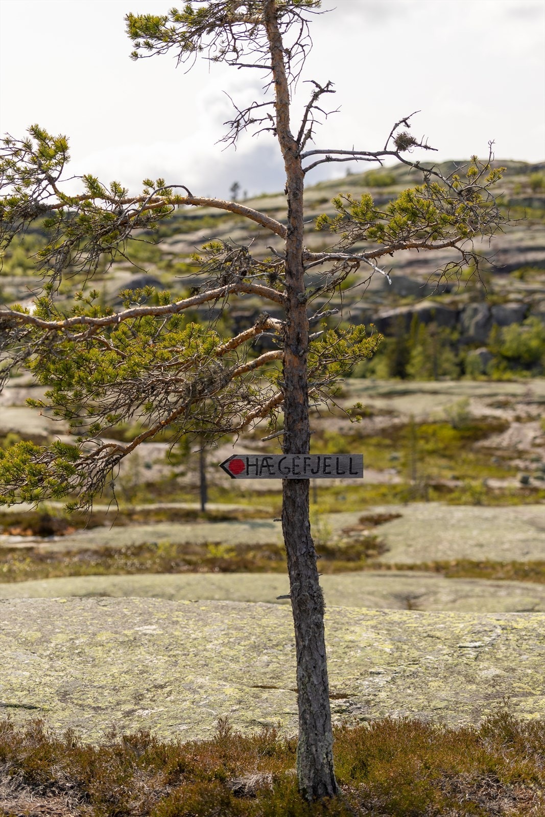 Flotte turområder på toppen av Vrådal. Galleribilde