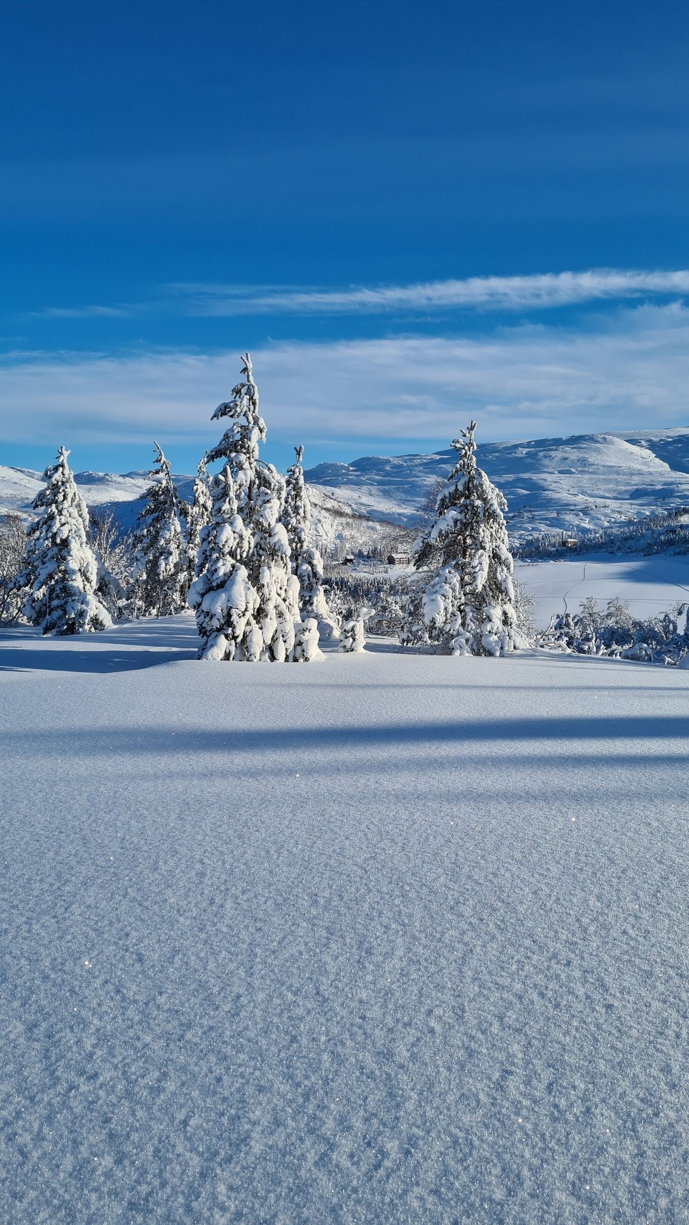Fine turområder rundt hytta Galleribilde