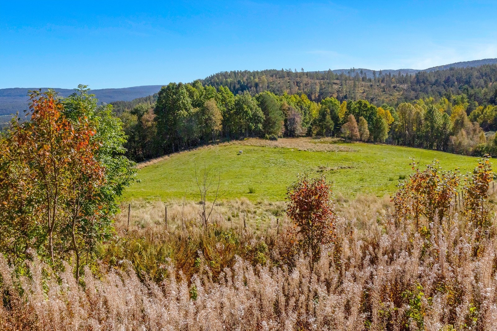 Totalt 2 558,5 daa. Galleribilde