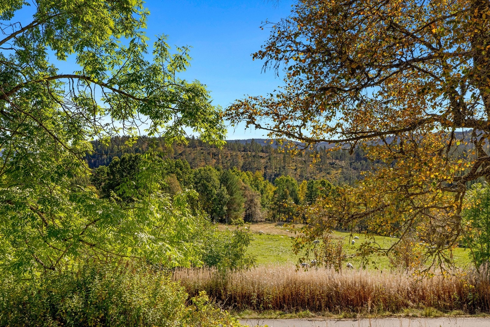 11,6 daa fulldyrka jord og 32,9 daa innmarksbeite. Galleribilde