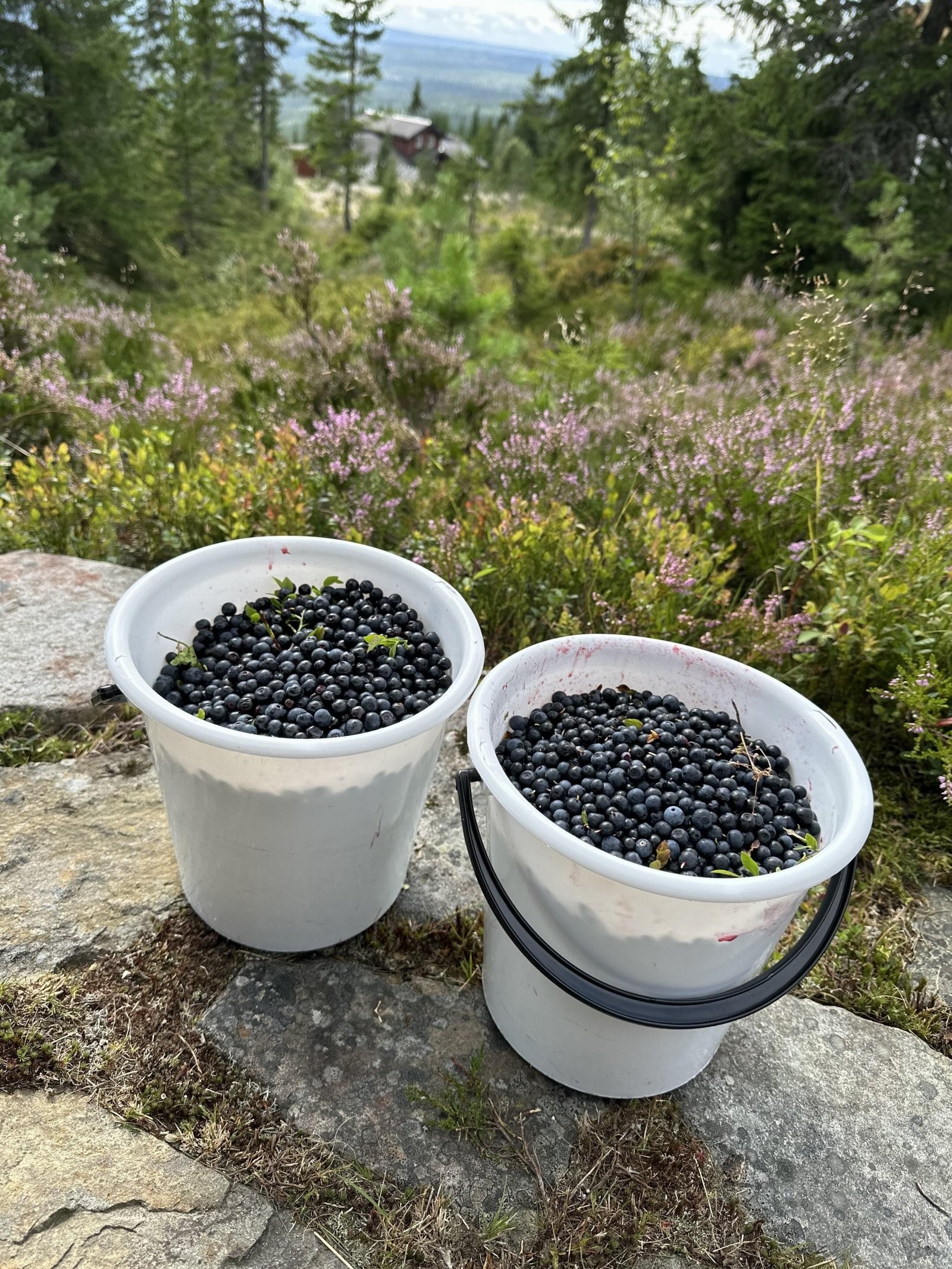 Tomten består i hovedsak av naturtomt og lyng. Her kan du også plukke bær å egen tomt. Foto er privat Galleribilde