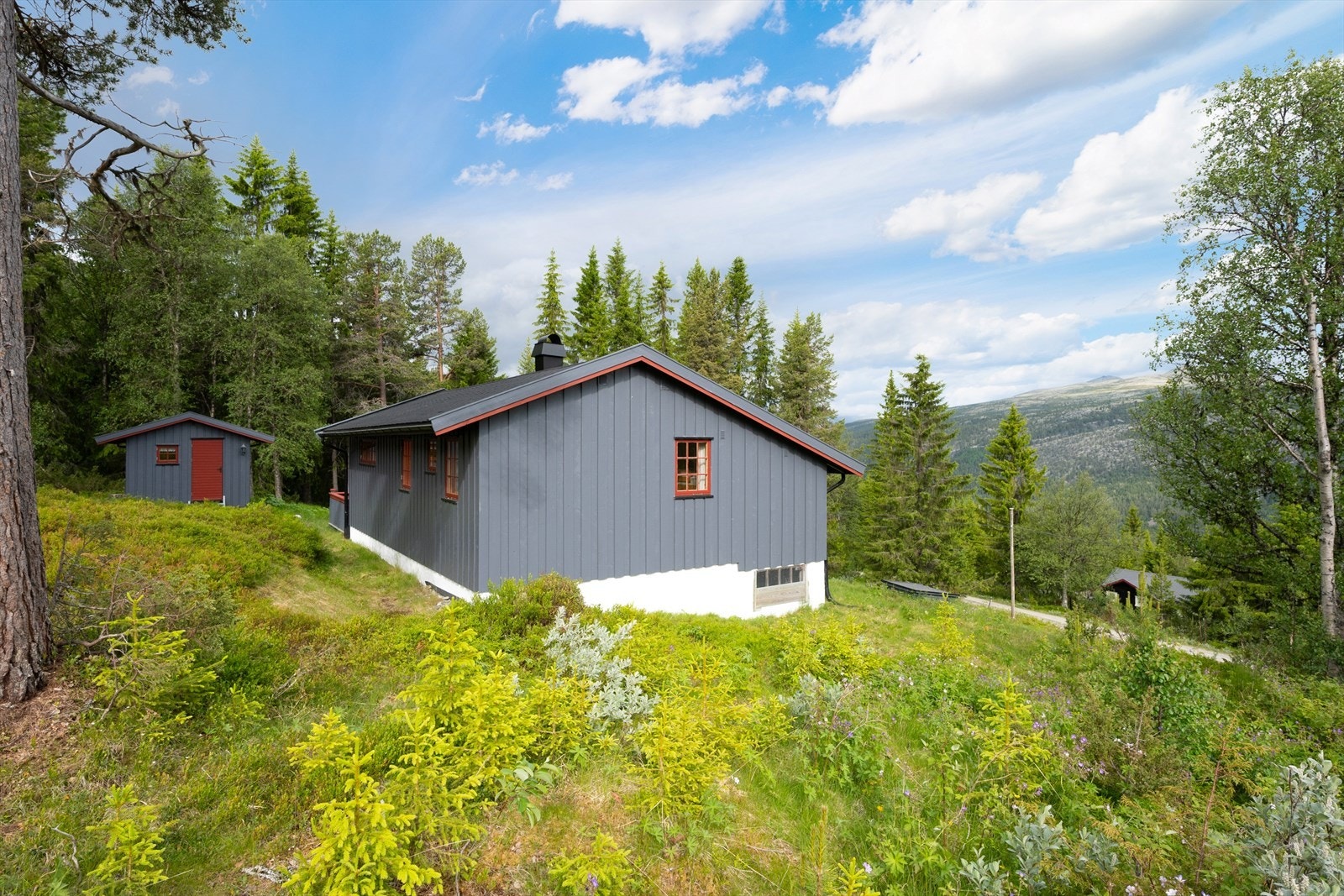 Naturtomt med gress, lyng, busker og trær. Galleribilde